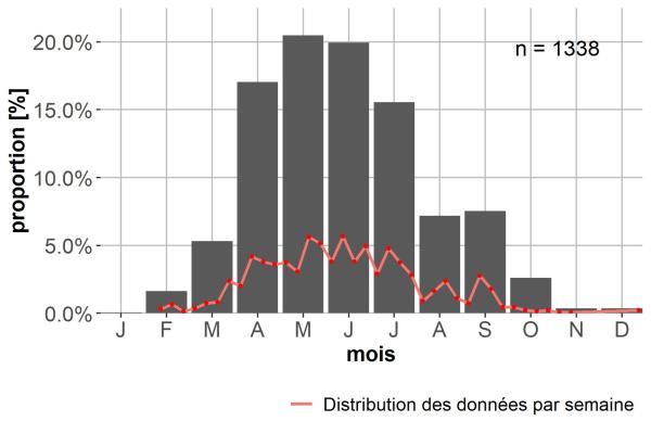 Carabes de Suisse  - Paranchus albipes