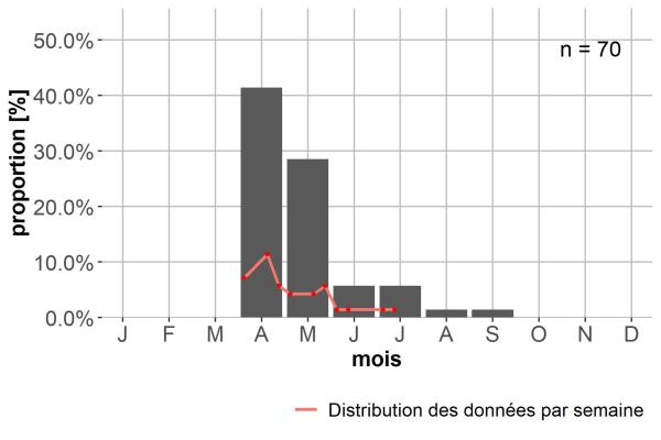 Carabes de Suisse  - Poecilus kugelanni