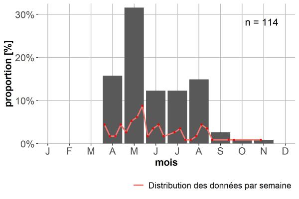 Carabes de Suisse  - Pterostichus hagenbachii hagenbachii