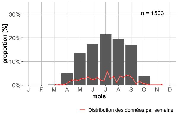 Carabes de Suisse  - Pterostichus micans