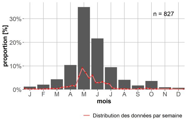 Carabes de Suisse  - Pterostichus ovoideus ovoideus