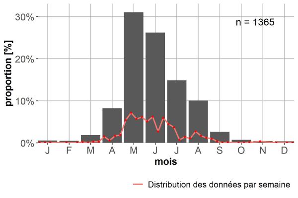 Carabes de Suisse  - Stomis pumicatus pumicatus
