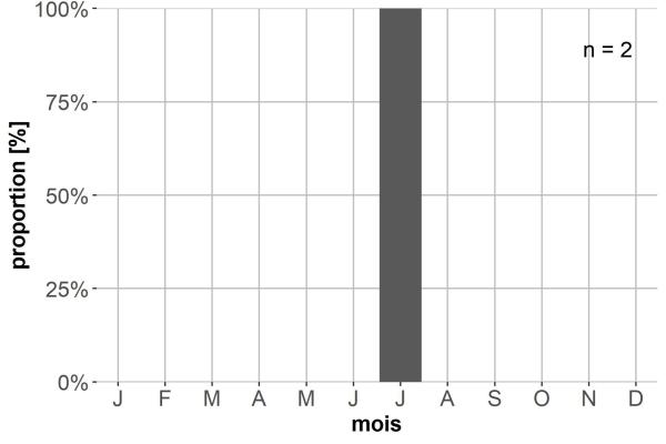 Carabes de Suisse  - Stomis rostratus rostratus