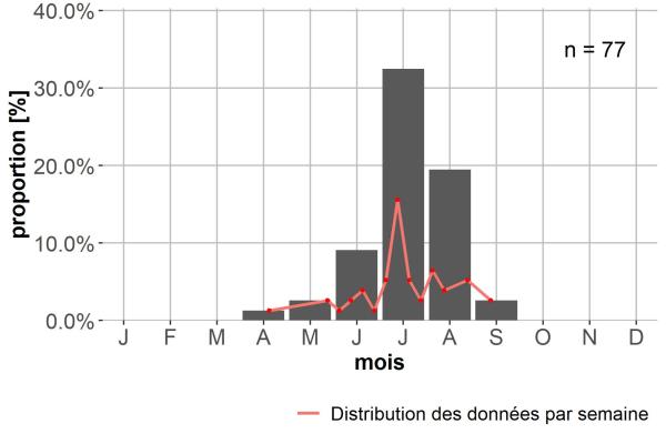 Carabes de Suisse  - Trechus glacialis