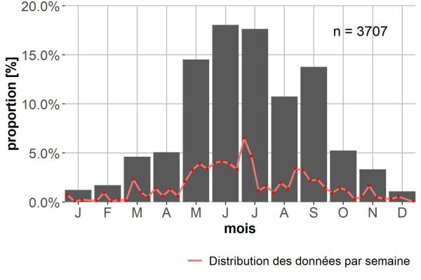 Carabes de Suisse  - Trechus quadristriatus