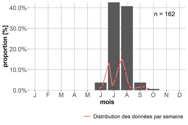 Carabes de Suisse  - Trechus schaumii