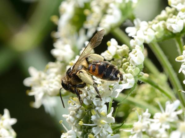 Les abeilles sauvages de Suisse Andrène rosée - Andrena rosae