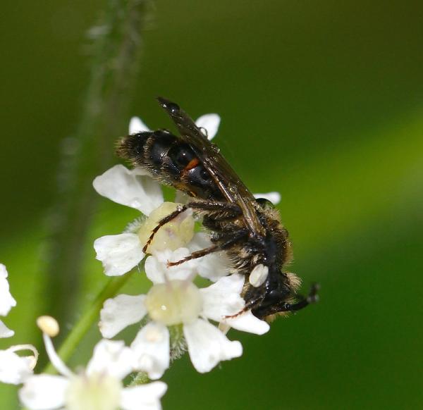 Les abeilles sauvages de Suisse Andrène rosée - Andrena rosae