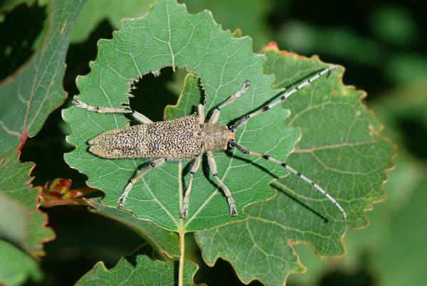  Adulte de Saperda carcharias, longicorne du tremble, posé sur une feuille verte. (© Yannick Chittaro)