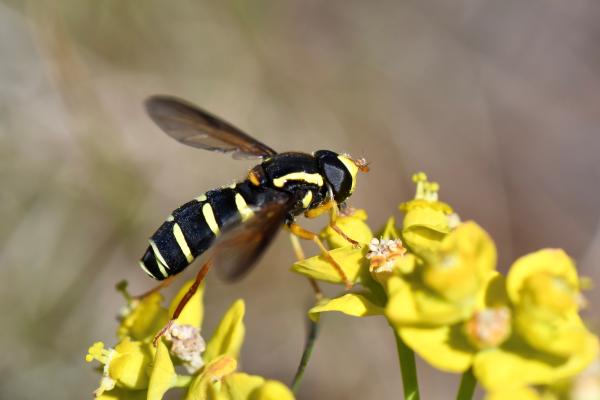 Syrphidés