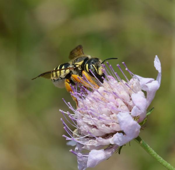 Wildbienen der Schweiz - Trachusa interrupta