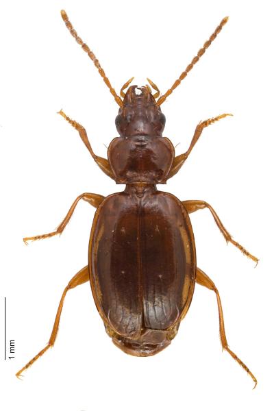 Carabidae Trechus Strasseri