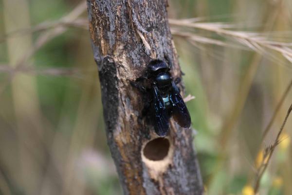 Weibchen von Xylocopa iris