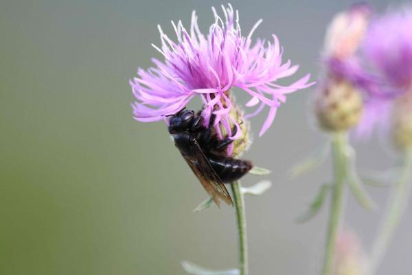 Weibchen von Xylocopa iris an Centaurea stoebe