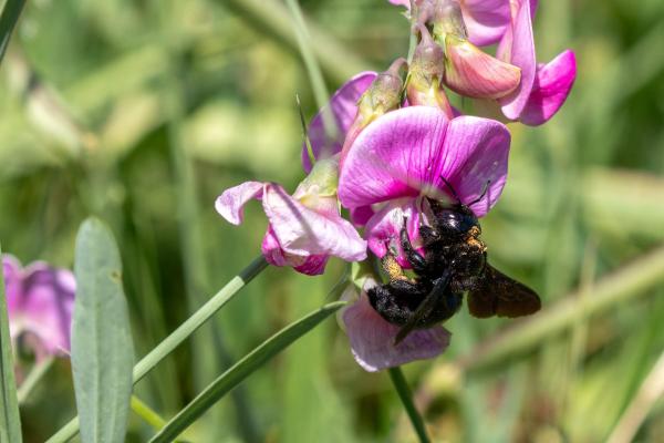 Weibchen von Xylocopa valga beim Sammeln an einer Fabaceae