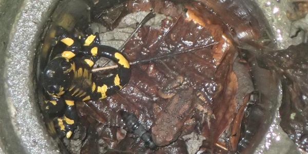 Im Schacht gefangene Feuersalamander und Erdkröte