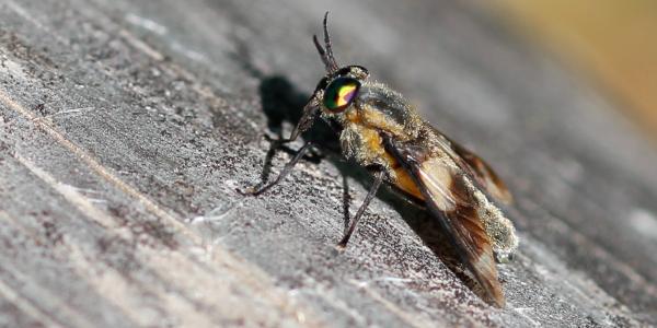 Foto Fliege