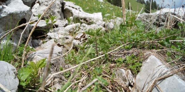 Vipère péliade dans de l'herbe
