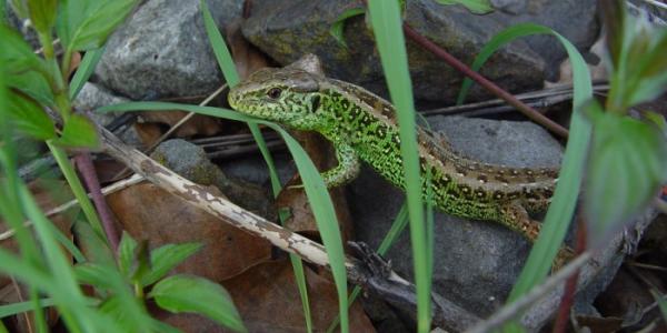 Mâle d'un lézard agile