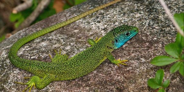 Mâle d'un lézard vert avec coloration vert éclatante et gorge bleue 