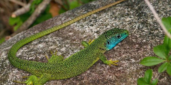 Männchen der Smaragdeidechse, mit leuchtend grüner Färbung und blauer Kehle