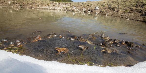 Grenouilles rousses dans un étang avec neige sur la rive