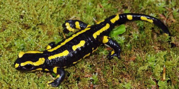 Gebaenderter Feuersalamander
