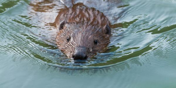 Castor qui nage dans l'eau