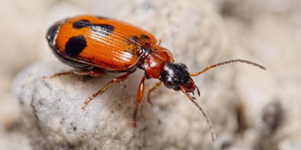 Coléoptère: Lebia trimaculata