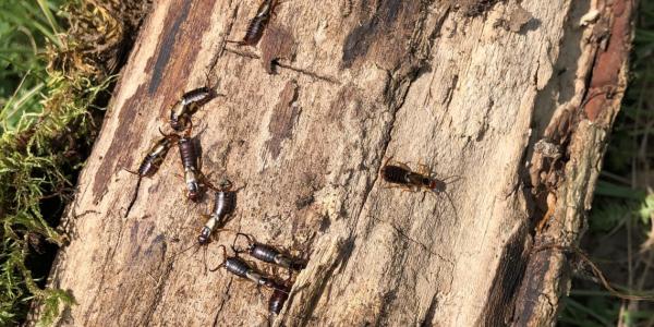 Un petit groupe de perce-oreilles (Forficula auricularia) caché sous une branche de chêne - retournée sur la photo (© Christian Monnerat)