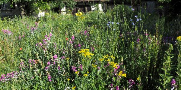 Prairie fleurie avec des fleurs jaunes et roses