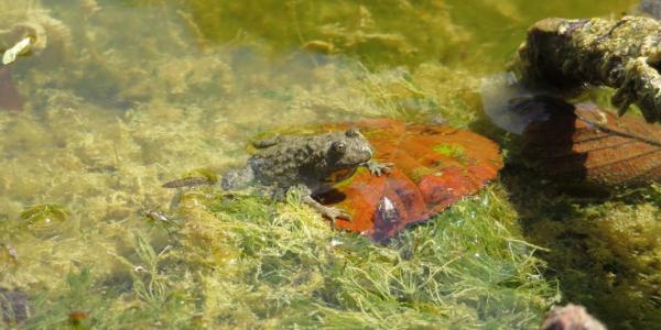 Un sonneur à ventre jaune de couleur grise émerge de l'eau
