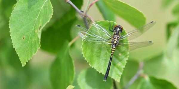 Femelle fraichement émergée de Leucorrhinia albifrons