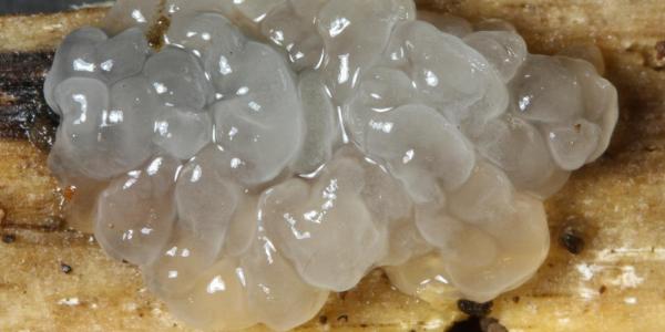 champignon gélatineux