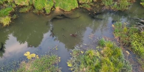 Erdkrötenschwarm in einem Biberrevier in den polnischen Karpaten (© Andrzej Czech)