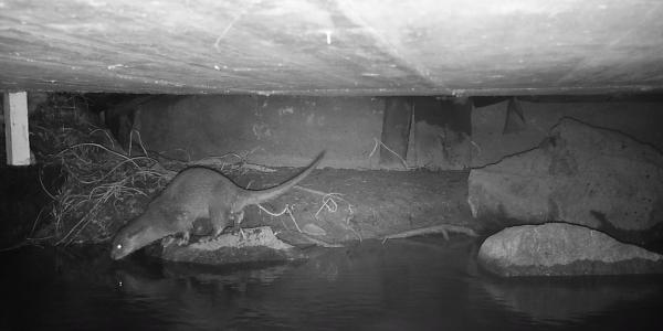 Loutre sous un pont (© Amt für Jagd und Fischerei Graubünden)