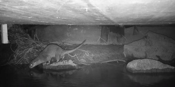 Loutre sous le pont (© Office de la chasse et de la pêche des Grisons).