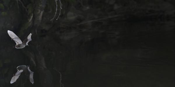 Murin de Daubenton au-dessus de l'eau