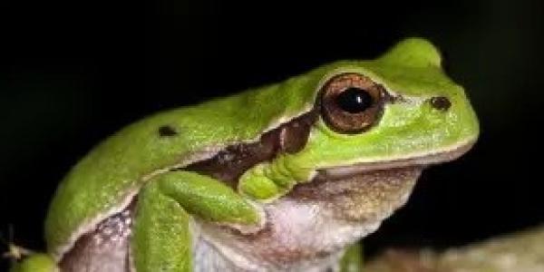 Grenouille
