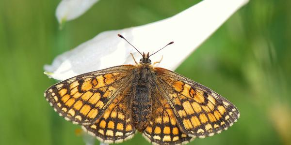 Papillon orange