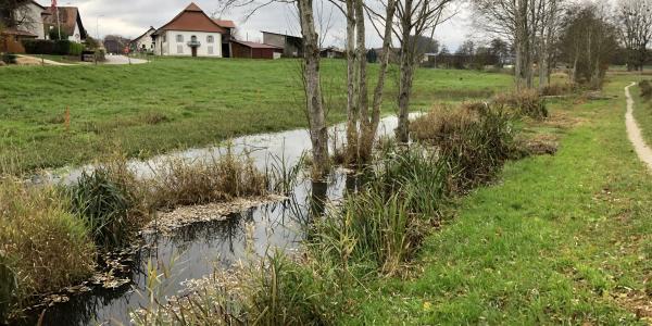 ruisseau avec pâturage inondée