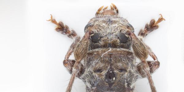 Exemplar des Pogonocherus perroudi perroudi, gefangen in Savièse (VS) im Jahr 2024 (©Andreas Sanchez).