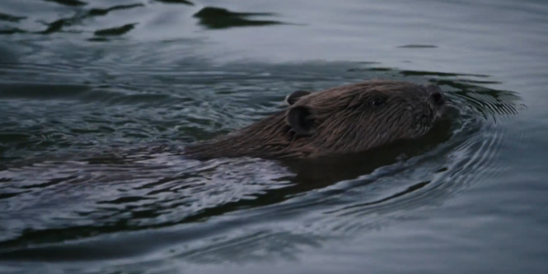 Castor nageant dans l'eau