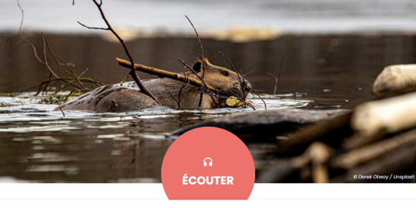 Un castor ronge une branche