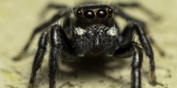 Araignée