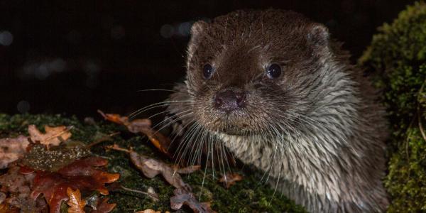 Portrait de la loutre