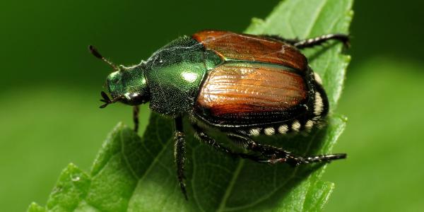Scarabée japonais, Popillia japonica. Photo © Katja Schulz