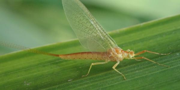 Insecte: Ephémère Potamanthus luteus