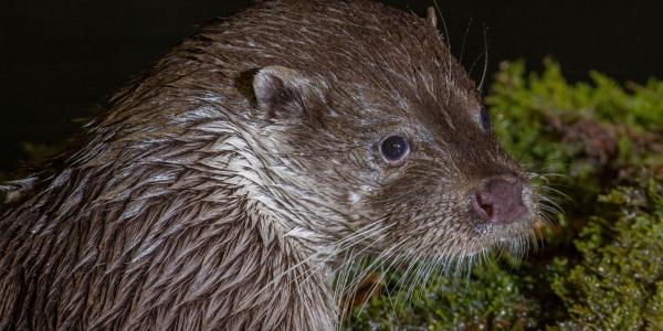 Loutre (© Stéphane Raimond)