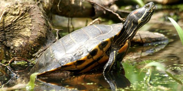 Les espèces néozones de Suisse Trachémyde à tempes rouges - Trachemys scripta elegans